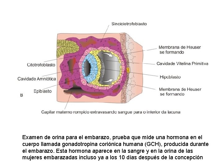 Examen de orina para el embarazo, prueba que mide una hormona en el cuerpo