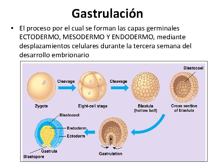 Gastrulación • El proceso por el cual se forman las capas germinales ECTODERMO, MESODERMO