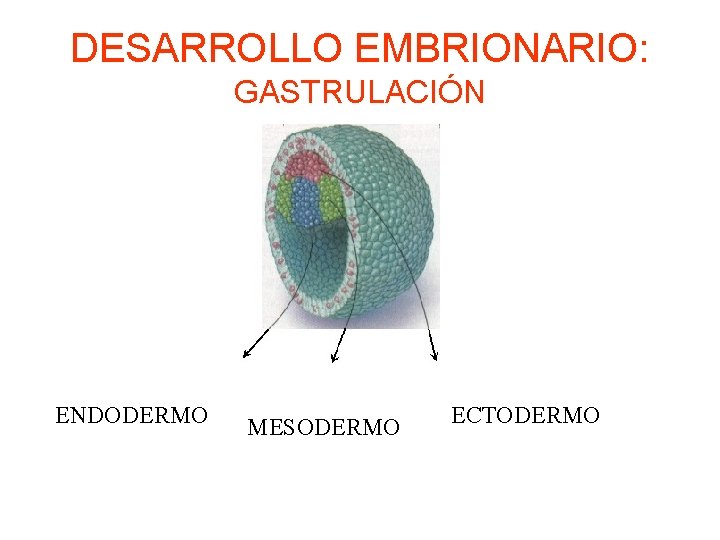 DESARROLLO EMBRIONARIO: GASTRULACIÓN ENDODERMO MESODERMO ECTODERMO 