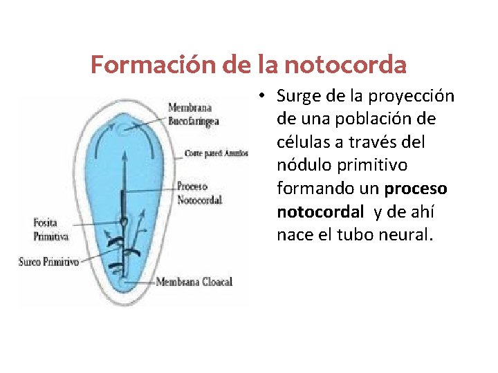 Formación de la notocorda • Surge de la proyección de una población de células