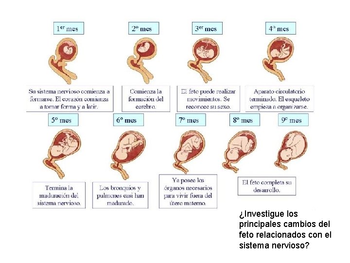 ¿Investigue los principales cambios del feto relacionados con el sistema nervioso? 