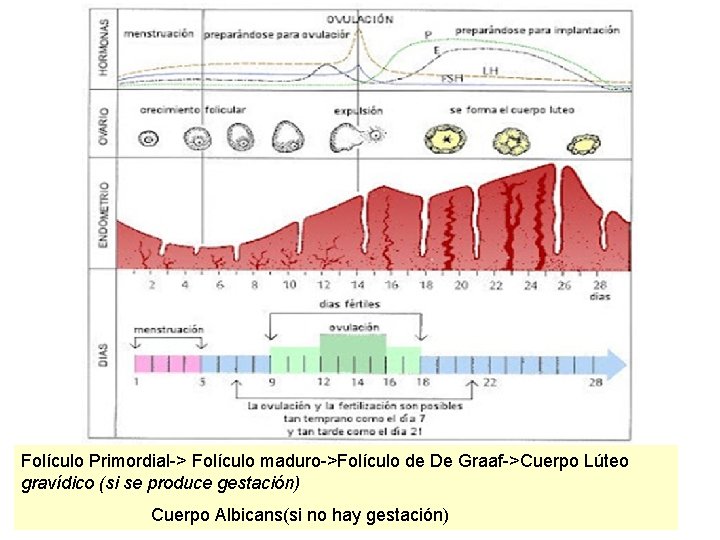 Folículo Primordial-> Folículo maduro->Folículo de De Graaf->Cuerpo Lúteo gravídico (si se produce gestación) Cuerpo