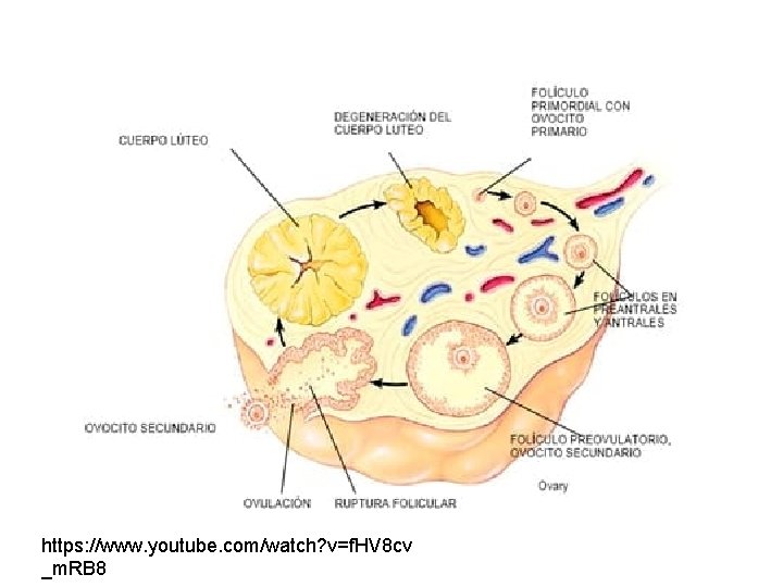 https: //www. youtube. com/watch? v=f. HV 8 cv _m. RB 8 
