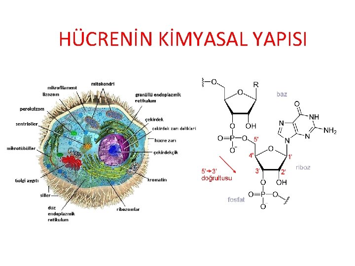 HÜCRENİN KİMYASAL YAPISI 