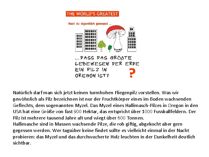 Natürlich darf man sich jetzt keinen turmhohen Fliegenpilz vorstellen. Was wir gewöhnlich als Pilz