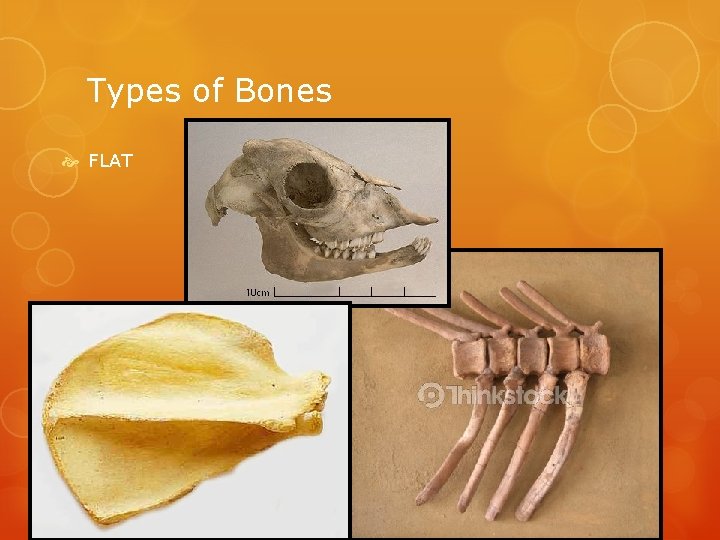 Types of Bones FLAT 