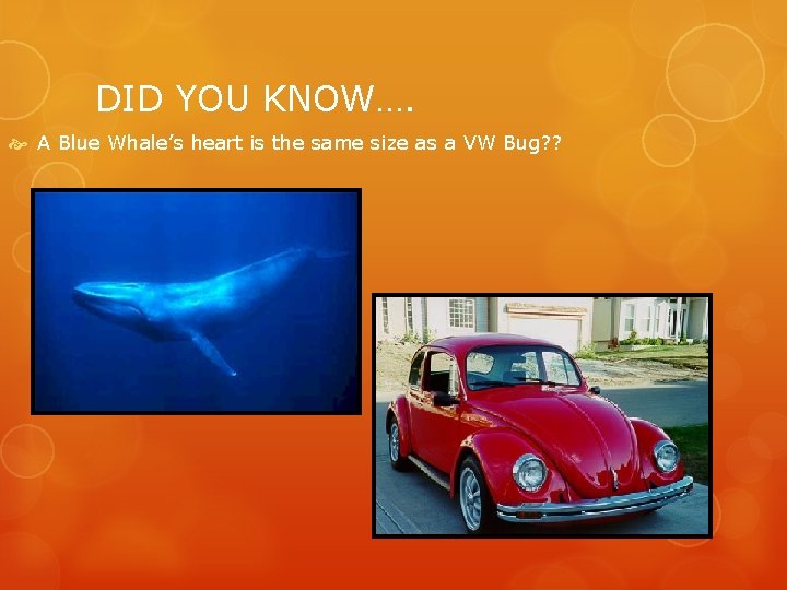 DID YOU KNOW…. A Blue Whale’s heart is the same size as a VW