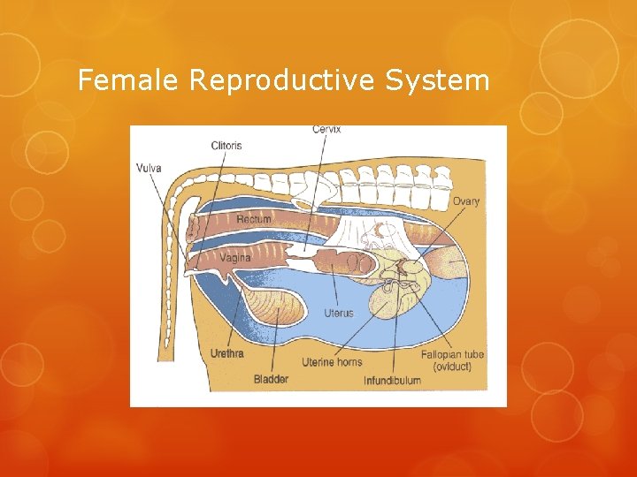 Female Reproductive System 