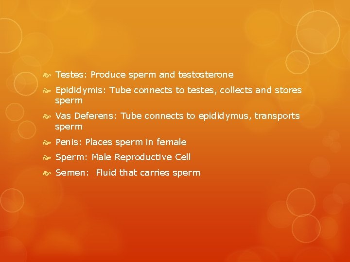  Testes: Produce sperm and testosterone Epididymis: Tube connects to testes, collects and stores