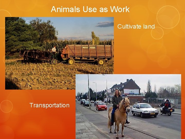 Animals Use as Work Cultivate land Transportation 