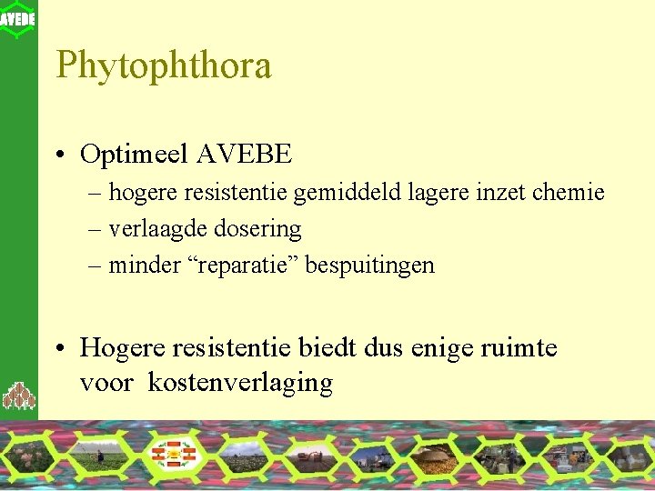 Phytophthora • Optimeel AVEBE – hogere resistentie gemiddeld lagere inzet chemie – verlaagde dosering