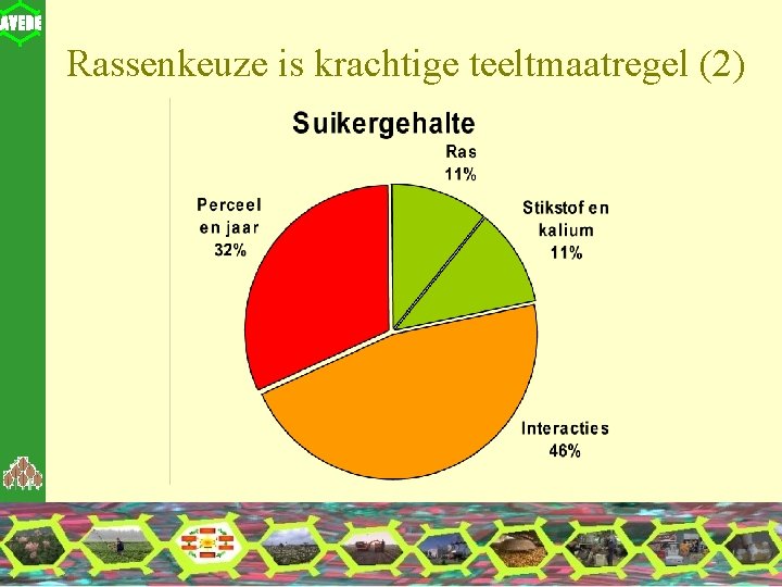 Rassenkeuze is krachtige teeltmaatregel (2) 