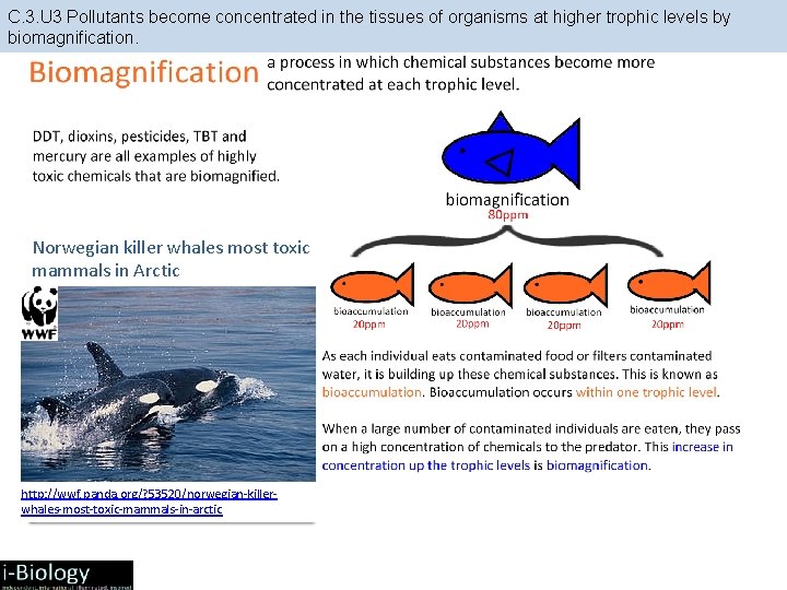 C. 3. U 3 Pollutants become concentrated in the tissues of organisms at higher