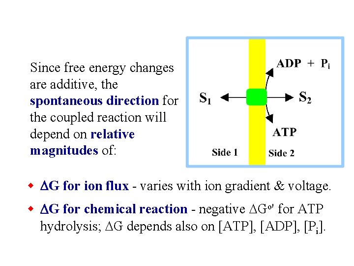 Since free energy changes are additive, the spontaneous direction for the coupled reaction will