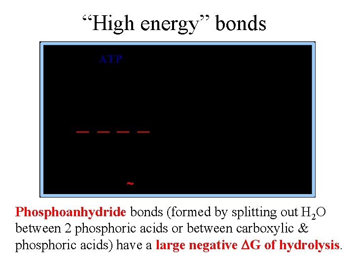 “High energy” bonds Phosphoanhydride bonds (formed by splitting out H 2 O between 2