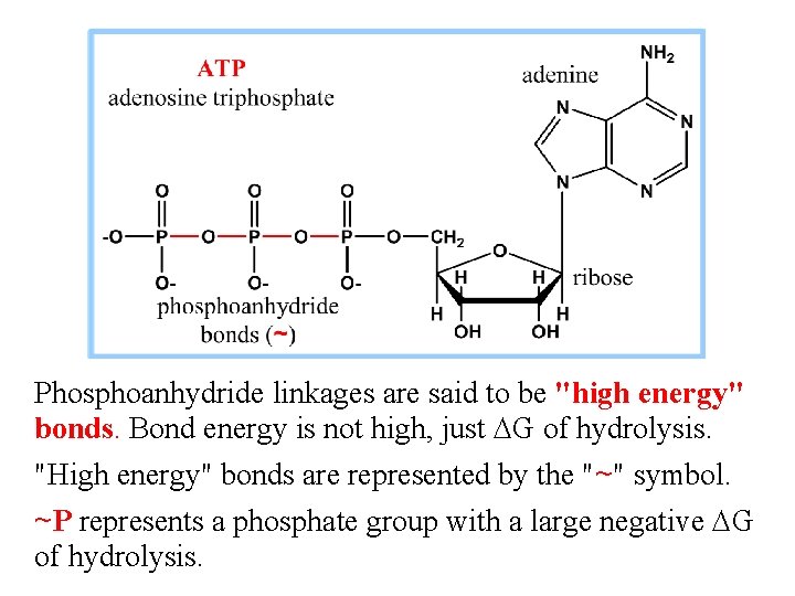 Phosphoanhydride linkages are said to be "high energy" bonds. Bond energy is not high,