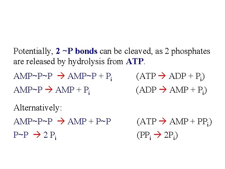 Potentially, 2 ~P bonds can be cleaved, as 2 phosphates are released by hydrolysis