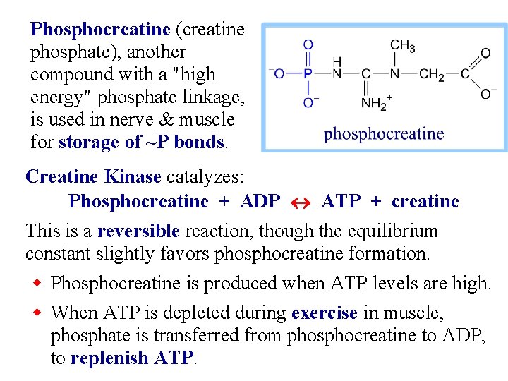 Phosphocreatine (creatine phosphate), another compound with a "high energy" phosphate linkage, is used in