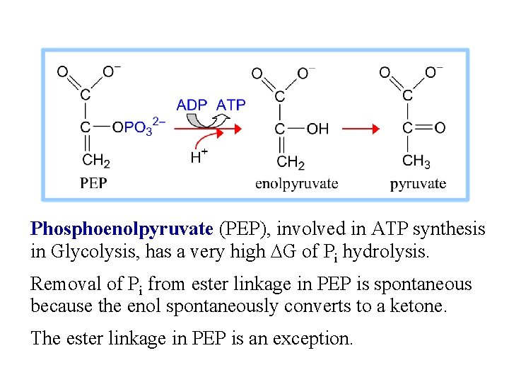 Phosphoenolpyruvate (PEP), involved in ATP synthesis in Glycolysis, has a very high DG of