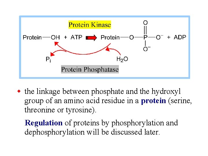 w the linkage between phosphate and the hydroxyl group of an amino acid residue