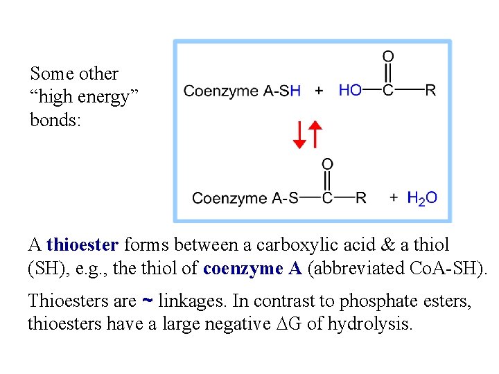 Some other “high energy” bonds: A thioester forms between a carboxylic acid & a