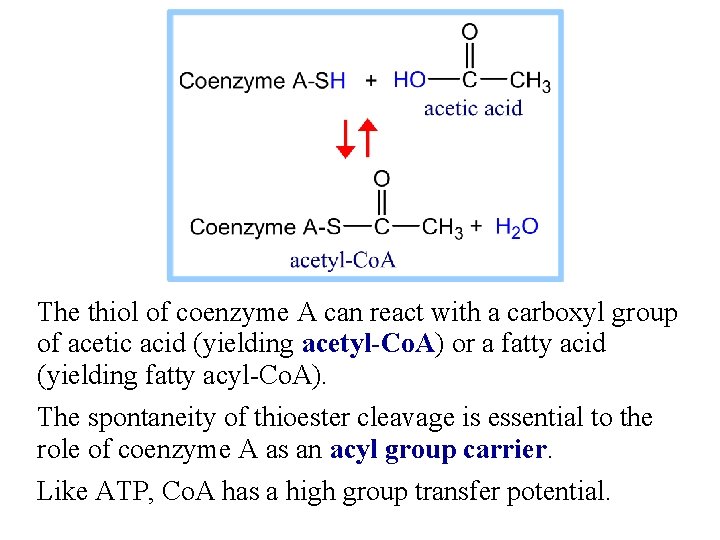 The thiol of coenzyme A can react with a carboxyl group of acetic acid