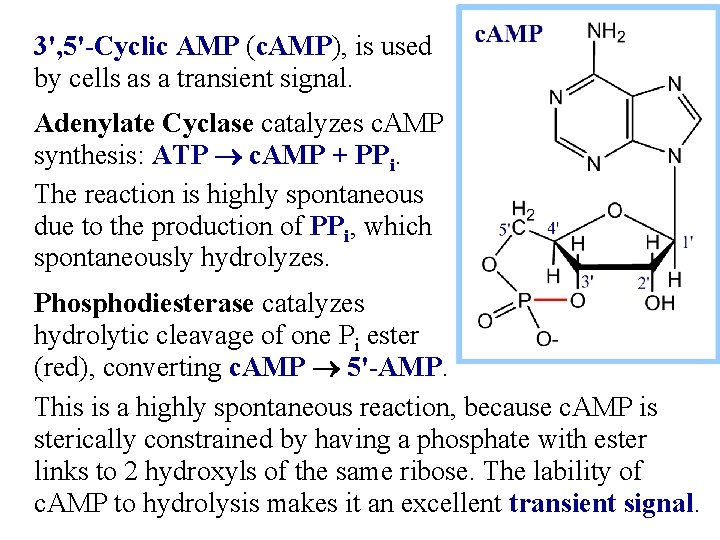 3', 5'-Cyclic AMP (c. AMP), is used by cells as a transient signal. Adenylate
