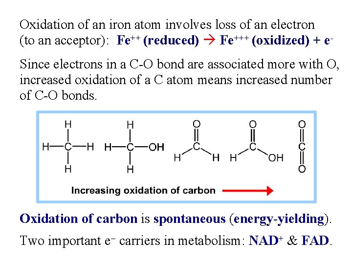 Oxidation of an iron atom involves loss of an electron (to an acceptor): Fe++