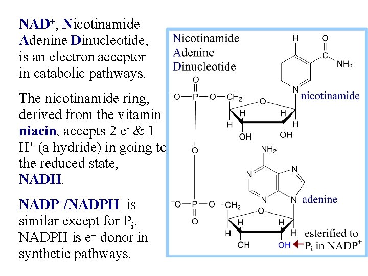 NAD+, Nicotinamide Adenine Dinucleotide, is an electron acceptor in catabolic pathways. The nicotinamide ring,