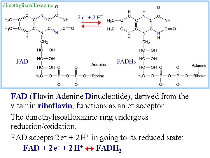 FAD (Flavin Adenine Dinucleotide), derived from the vitamin riboflavin, functions as an e- acceptor.