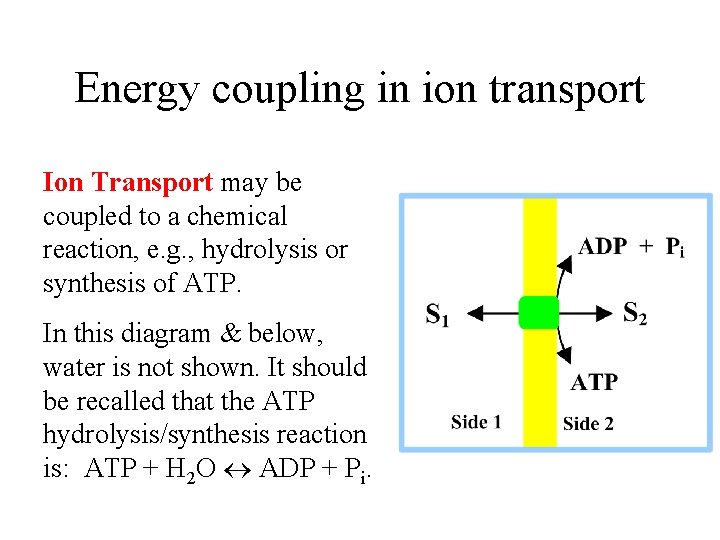 Energy coupling in ion transport Ion Transport may be coupled to a chemical reaction,