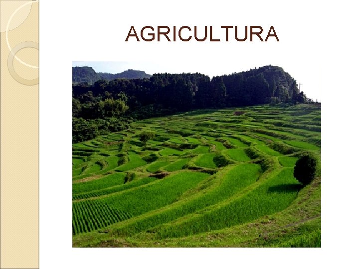  AGRICULTURA 