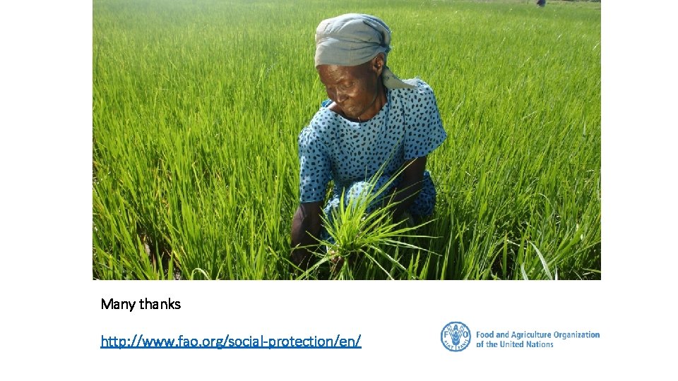 Many thanks http: //www. fao. org/social-protection/en/ 
