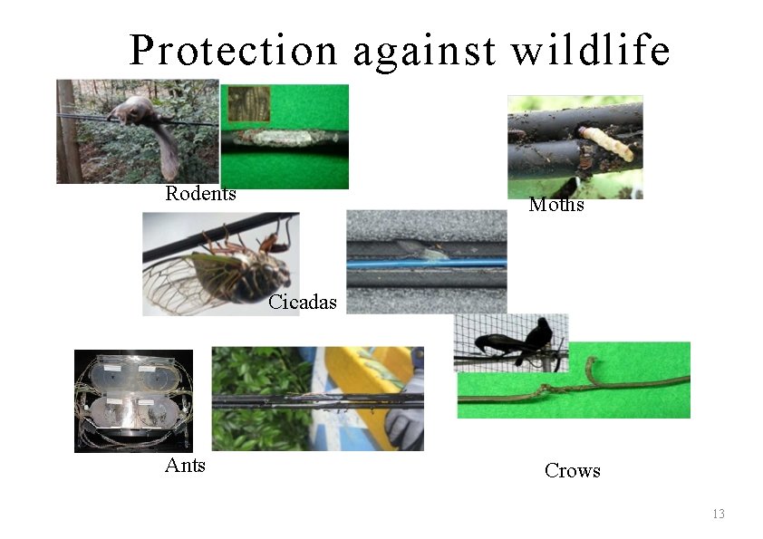 Protection against w ildlife Rodents Moths Cicadas Ants Crows 13 