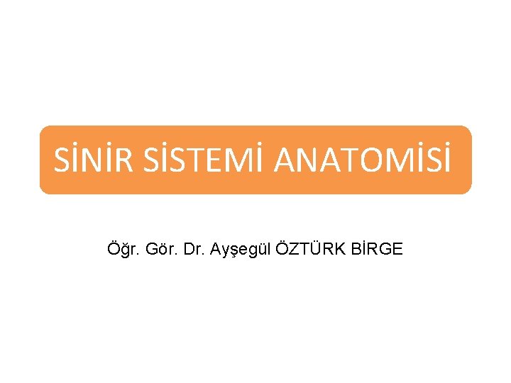 SİNİR SİSTEMİ ANATOMİSİ Öğr. Gör. Dr. Ayşegül ÖZTÜRK BİRGE SİNİR SİSTEMİ ANATOMİSİ Öğr. Gör. Dr. Ayşegül ÖZTÜRK BİRGE