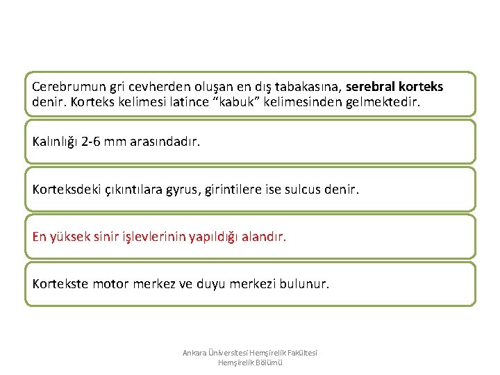Cerebrumun gri cevherden oluşan en dış tabakasına, serebral korteks denir. Korteks kelimesi latince “kabuk” Cerebrumun gri cevherden oluşan en dış tabakasına, serebral korteks denir. Korteks kelimesi latince “kabuk”