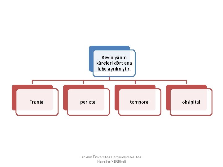 Beyin yarım küreleri dört ana loba ayrılmıştır. Frontal parietal temporal Ankara Üniversitesi Hemşirelik Fakültesi Beyin yarım küreleri dört ana loba ayrılmıştır. Frontal parietal temporal Ankara Üniversitesi Hemşirelik Fakültesi