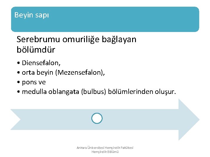 Beyin sapı Serebrumu omuriliğe bağlayan bölümdür • Diensefalon, • orta beyin (Mezensefalon), • pons Beyin sapı Serebrumu omuriliğe bağlayan bölümdür • Diensefalon, • orta beyin (Mezensefalon), • pons