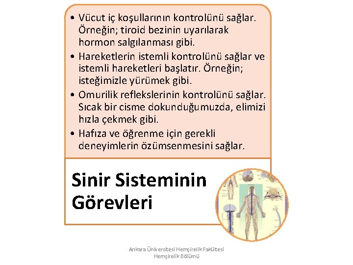 • Vücut iç koşullarının kontrolünü sağlar. Örneğin; tiroid bezinin uyarılarak hormon salgılanması gibi. • Vücut iç koşullarının kontrolünü sağlar. Örneğin; tiroid bezinin uyarılarak hormon salgılanması gibi.