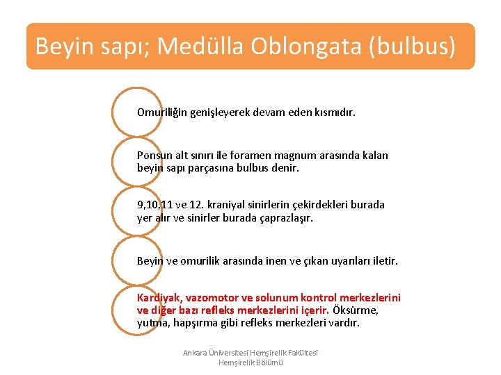 Beyin sapı; Medülla Oblongata (bulbus) Omuriliğin genişleyerek devam eden kısmıdır. Ponsun alt sınırı ile Beyin sapı; Medülla Oblongata (bulbus) Omuriliğin genişleyerek devam eden kısmıdır. Ponsun alt sınırı ile