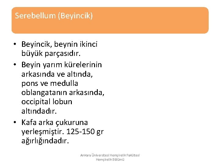 Serebellum (Beyincik) • Beyincik, beynin ikinci büyük parçasıdır. • Beyin yarım kürelerinin arkasında ve Serebellum (Beyincik) • Beyincik, beynin ikinci büyük parçasıdır. • Beyin yarım kürelerinin arkasında ve