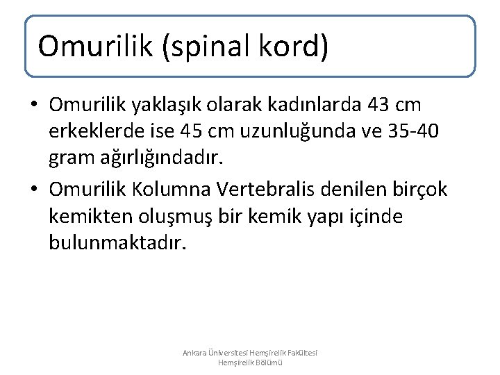 Omurilik (spinal kord) • Omurilik yaklaşık olarak kadınlarda 43 cm erkeklerde ise 45 cm Omurilik (spinal kord) • Omurilik yaklaşık olarak kadınlarda 43 cm erkeklerde ise 45 cm