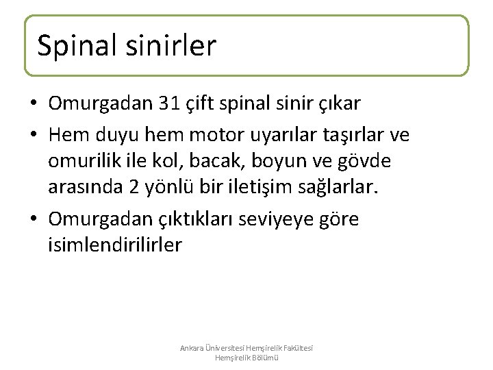 Spinal sinirler • Omurgadan 31 çift spinal sinir çıkar • Hem duyu hem motor Spinal sinirler • Omurgadan 31 çift spinal sinir çıkar • Hem duyu hem motor