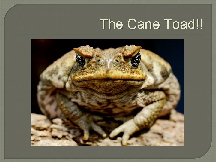 The Cane Toad!! 