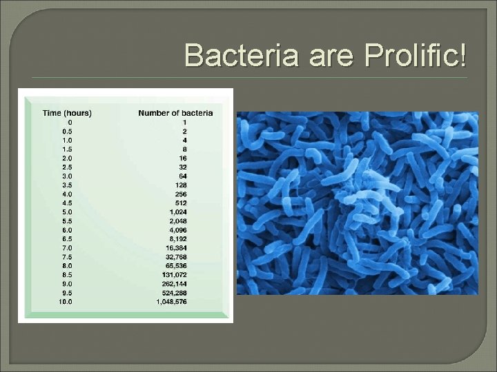 Bacteria are Prolific! 