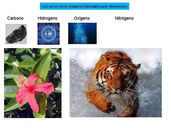 Los seres vivos estamos formados por elementos Carbono Hidrogeno Oxigeno Nitrógeno Los seres vivos estamos formados por elementos Carbono Hidrogeno Oxigeno Nitrógeno