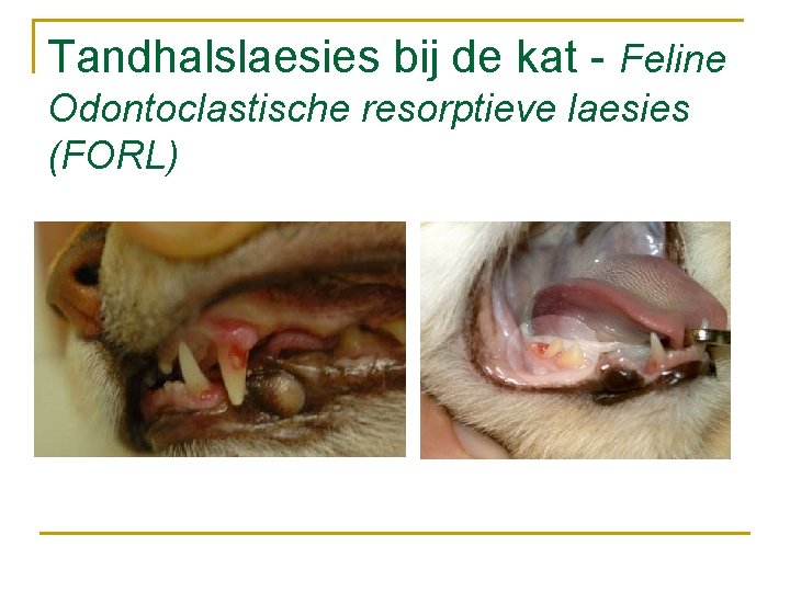 Tandhalslaesies bij de kat - Feline Odontoclastische resorptieve laesies (FORL) 