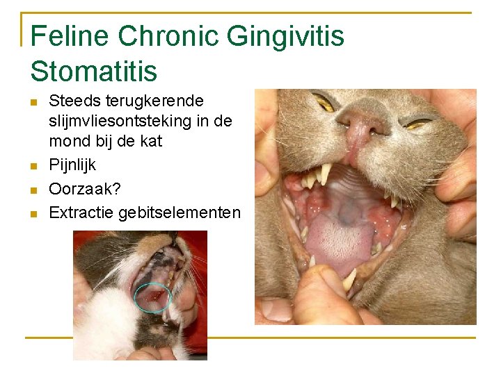 Feline Chronic Gingivitis Stomatitis n n Steeds terugkerende slijmvliesontsteking in de mond bij de