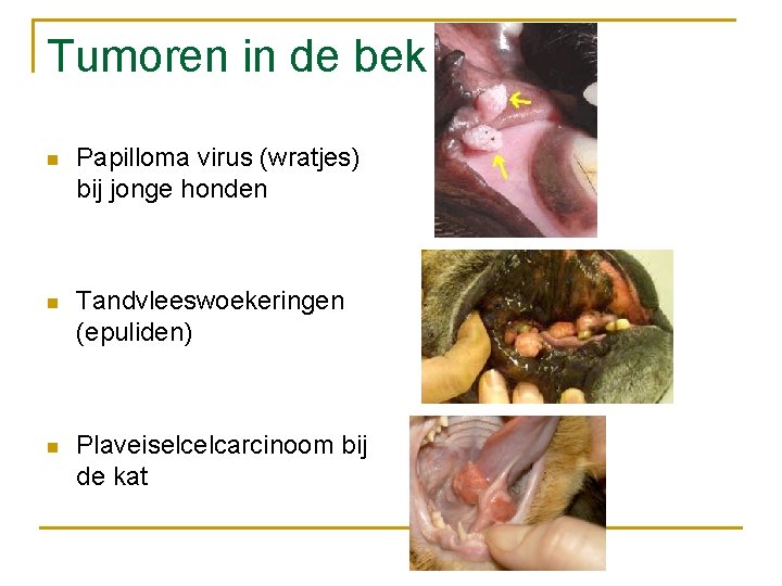 Tumoren in de bek n Papilloma virus (wratjes) bij jonge honden n Tandvleeswoekeringen (epuliden)