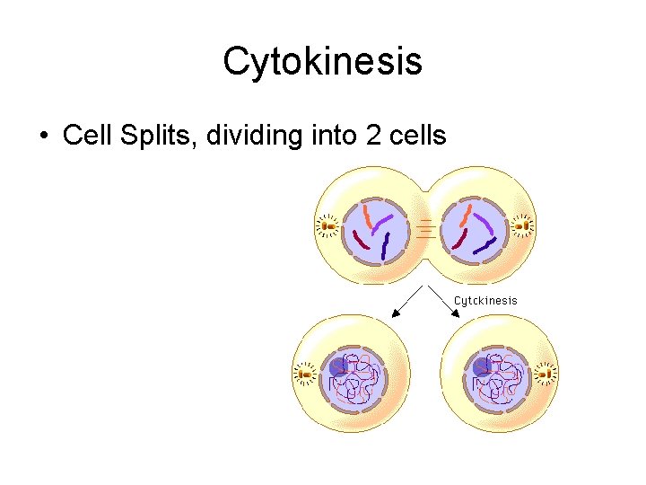 Cytokinesis • Cell Splits, dividing into 2 cells 